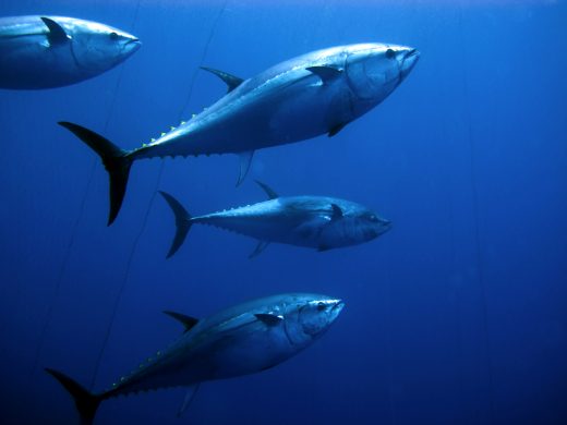 158 lb Bluefin Tuna, Start To Finish
