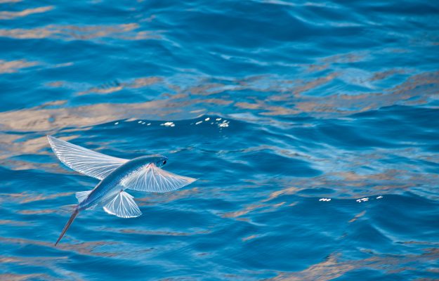 The Atlantic Flying Fish: A Sight Always Worth the Trip