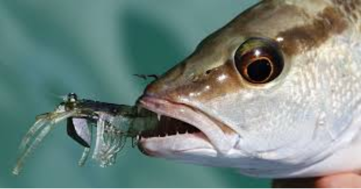 Shrimp: The Bait Of All Baits - Coastal Angler & The Angler Magazine