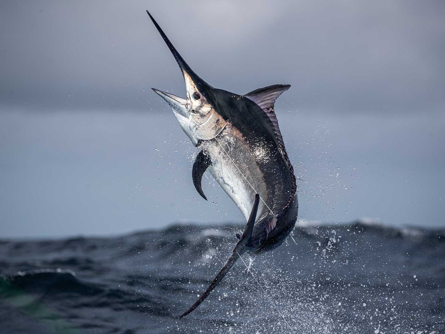 Jumping Marlin Hook Up! Watch till the end! #marlinfishing #jumpingmarlin  #marlin 