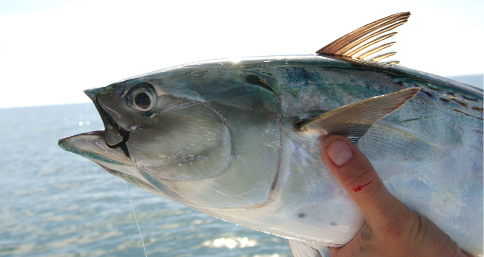 The Bonito Are Coming The Fishing Season Is Near - Saltwater Angler