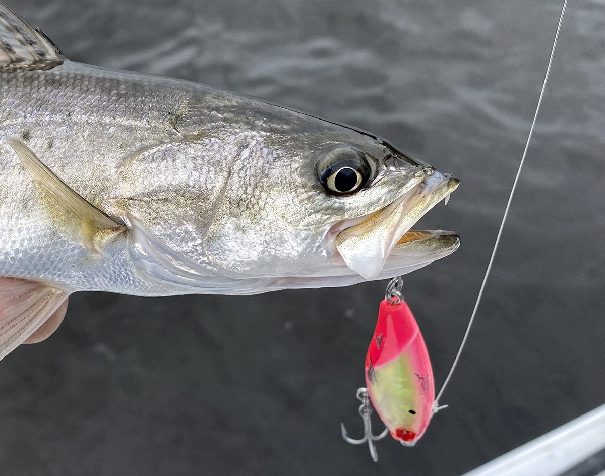 Get To Know The Most Popular Lures, How To Use Them - Saltwater Angler
