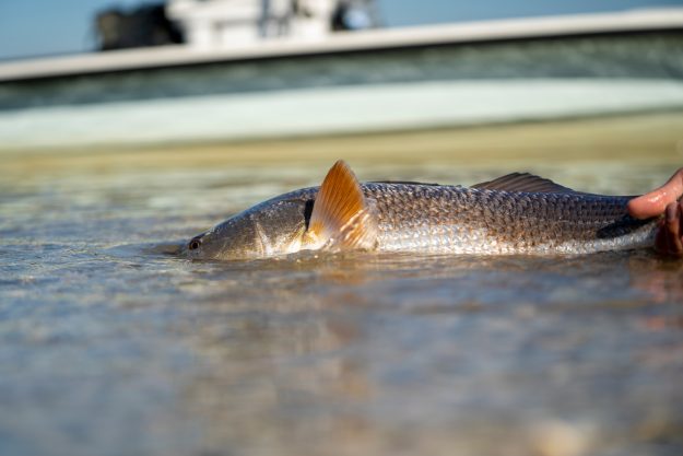 Finding Redfish Takes More Than Luck